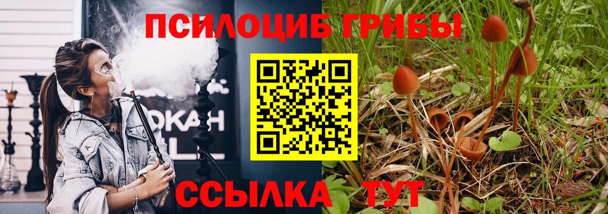 Галлюциногенные грибы Psilocybine cubensis Вязники